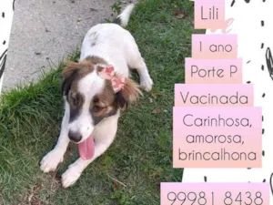 Cachorro raça SRD idade 1 ano nome Lii
