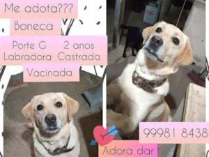 Gato raça Labrador idade 2 anos nome Boneca