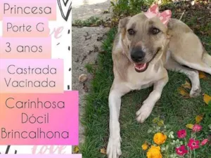 Cachorro raça SRD idade 3 anos nome Princesa