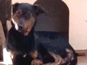Cachorro raça SRD idade 7 a 11 meses nome Lua