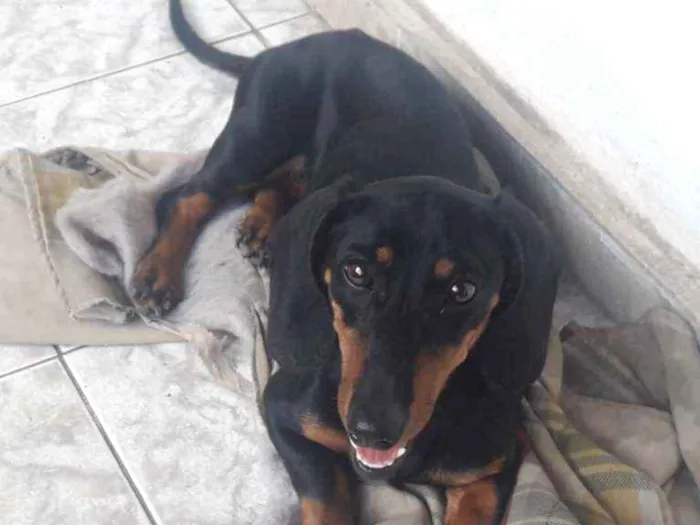 Cachorro raça Salsicha  idade 1 ano nome Salsicha 