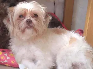 Cachorro raça Mestiço de York c/ shihtzu idade 7 a 11 meses nome Chewbacca