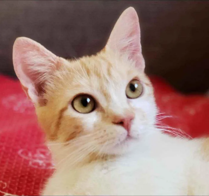 Gato ra a SRD idade 2 a 6 meses nome Zé Maria