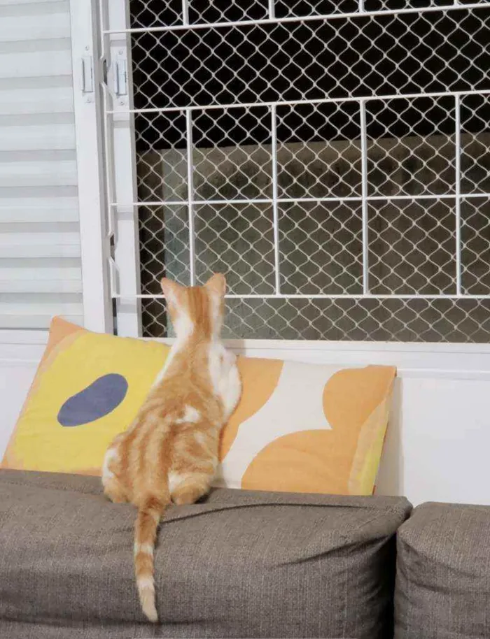 Gato ra a SRD idade 2 a 6 meses nome Zé Maria