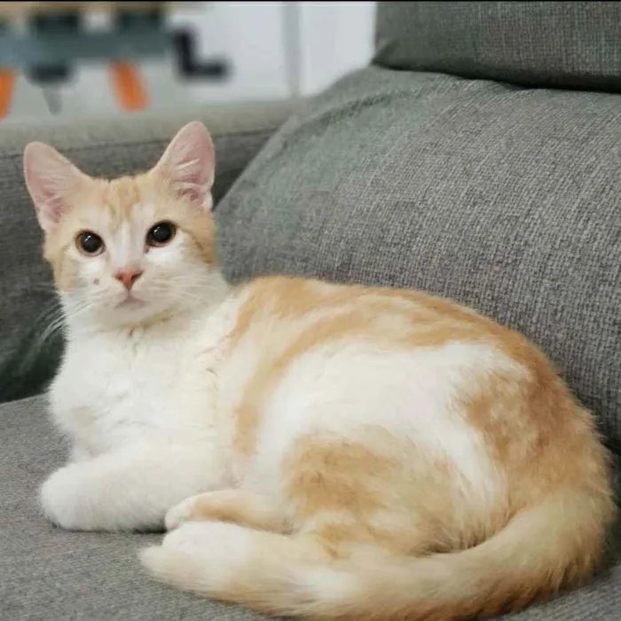 Gato ra a SRD idade 2 a 6 meses nome Zé Maria