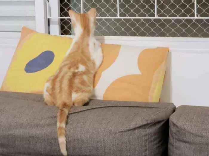 Gato ra a SRD idade 2 a 6 meses nome Zé Maria