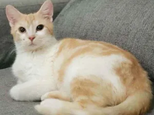 Gato raça SRD idade 2 a 6 meses nome Zé Maria