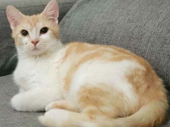 Gato ra a SRD idade 2 a 6 meses nome Zé Maria