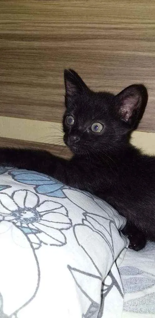 Gato raça  idade Abaixo de 2 meses nome sem nome