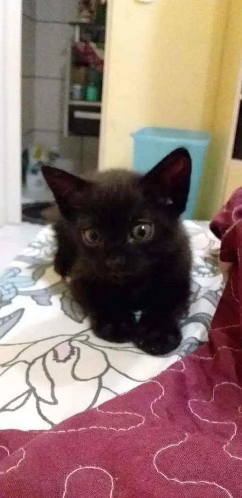 Gato raça  idade Abaixo de 2 meses nome sem nome