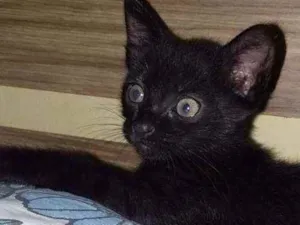Gato raça  idade Abaixo de 2 meses nome sem nome