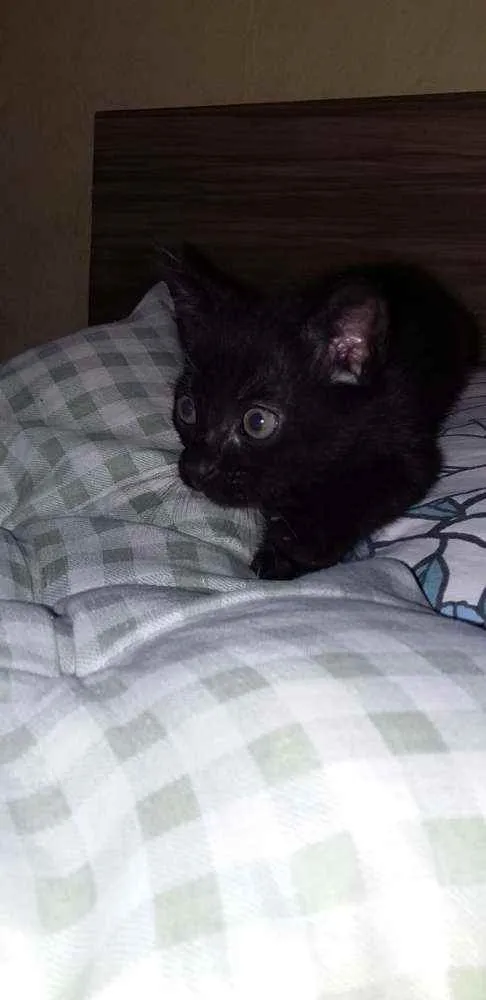 Gato raça  idade Abaixo de 2 meses nome sem nome