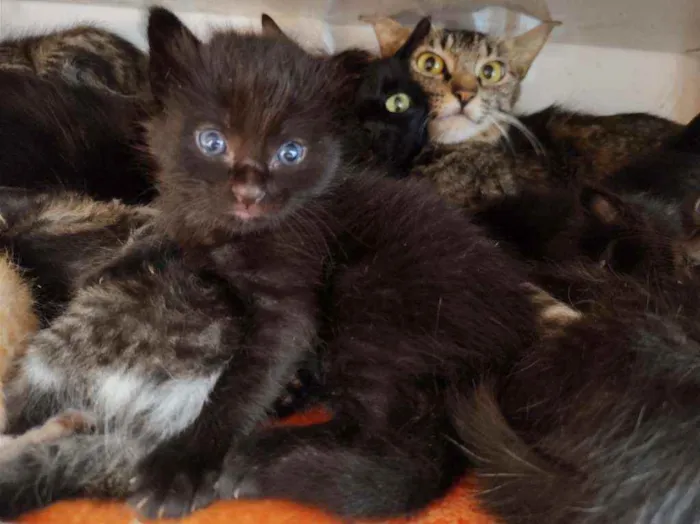 Gato raça SRD-ViraLata idade Abaixo de 2 meses nome Sem nome