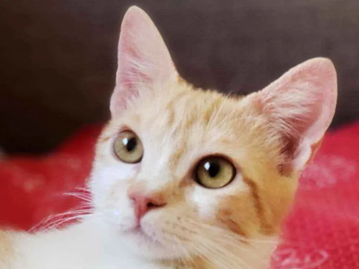 Gato ra a SRD idade 2 a 6 meses nome Zé Maria