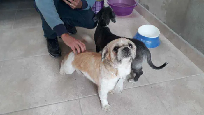 Cachorro ra a Shitzu idade 2 anos nome Pretinha e Zoiudo