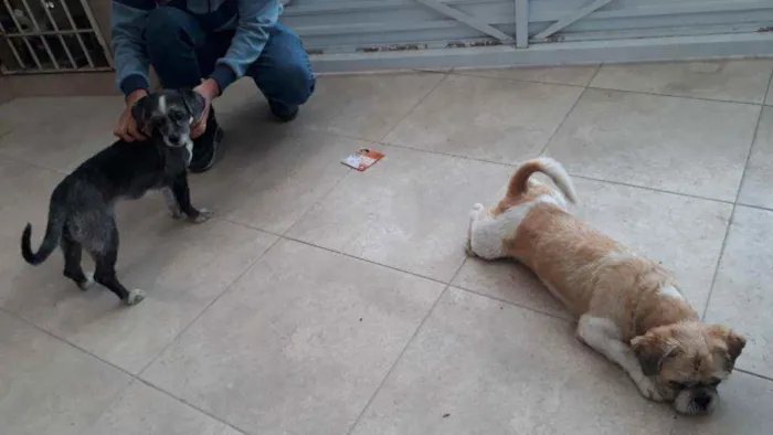 Cachorro ra a Shitzu idade 2 anos nome Pretinha e Zoiudo
