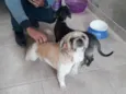 Pretinha e Zoiudo