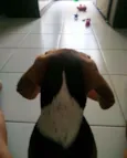 Duke