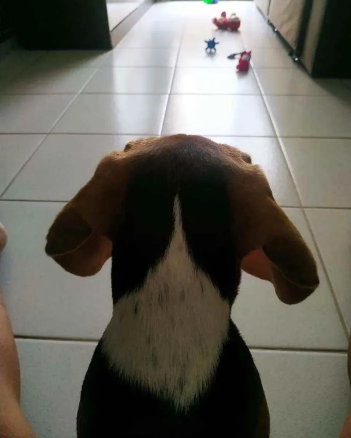 Cachorro raça Beagle idade 2 a 6 meses nome Duke