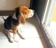 Duke