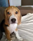 Duke