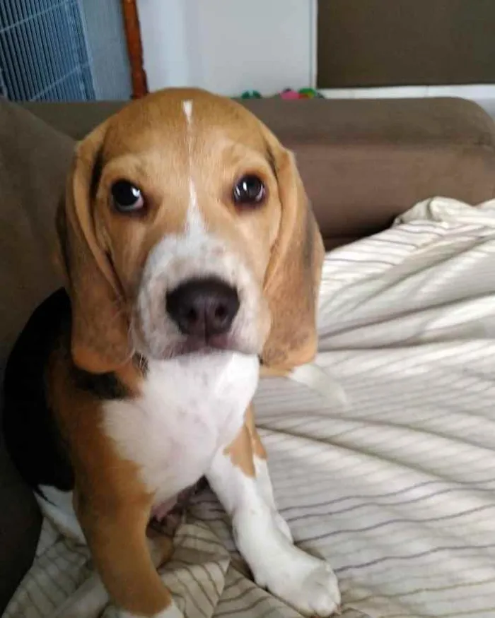 Cachorro raça Beagle idade 2 a 6 meses nome Duke