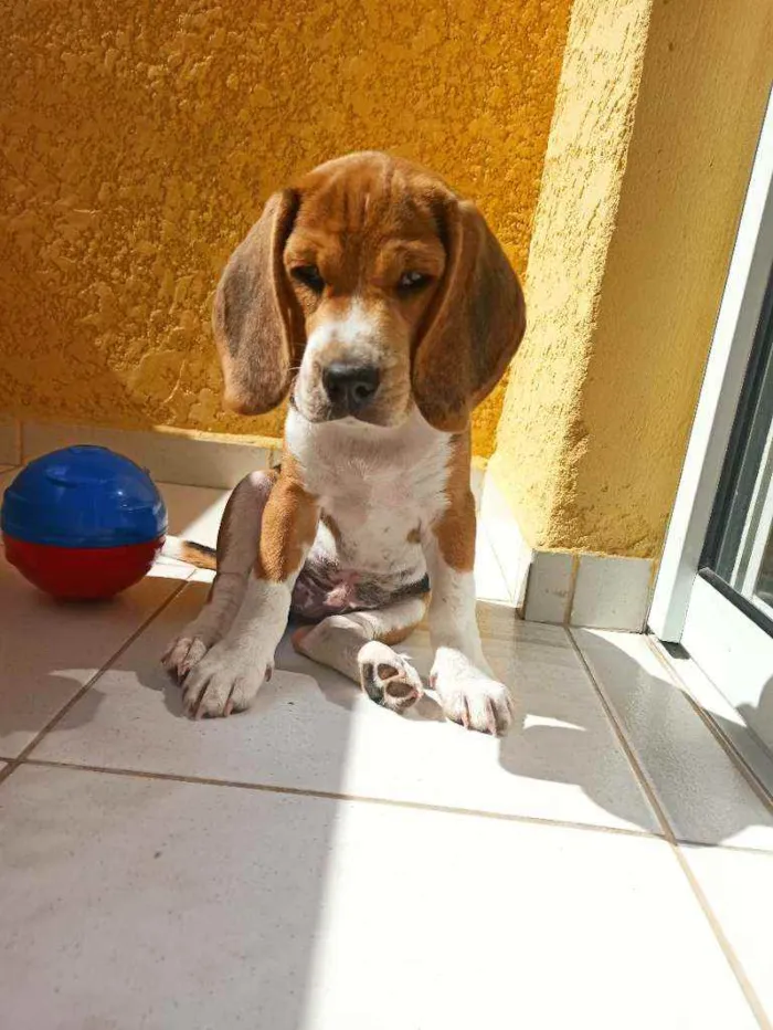 Cachorro raça Beagle idade 2 a 6 meses nome Duke