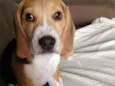 Duke