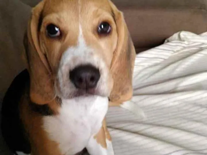 Cachorro raça Beagle idade 2 a 6 meses nome Duke