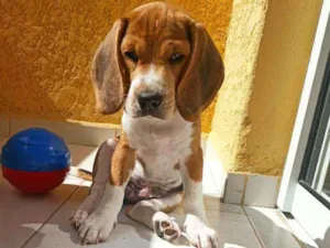 Cachorro raça Beagle idade 2 a 6 meses nome Duke