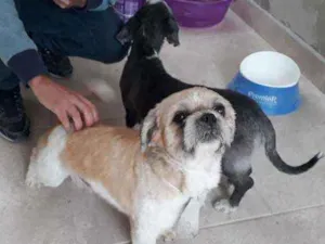 Cachorro raça Shitzu idade 2 anos nome Pretinha e Zoiudo