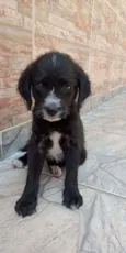 filhotes