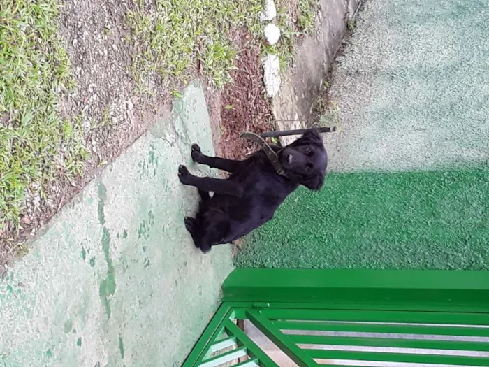 Cachorro raça não sei idade 2 anos nome não sei