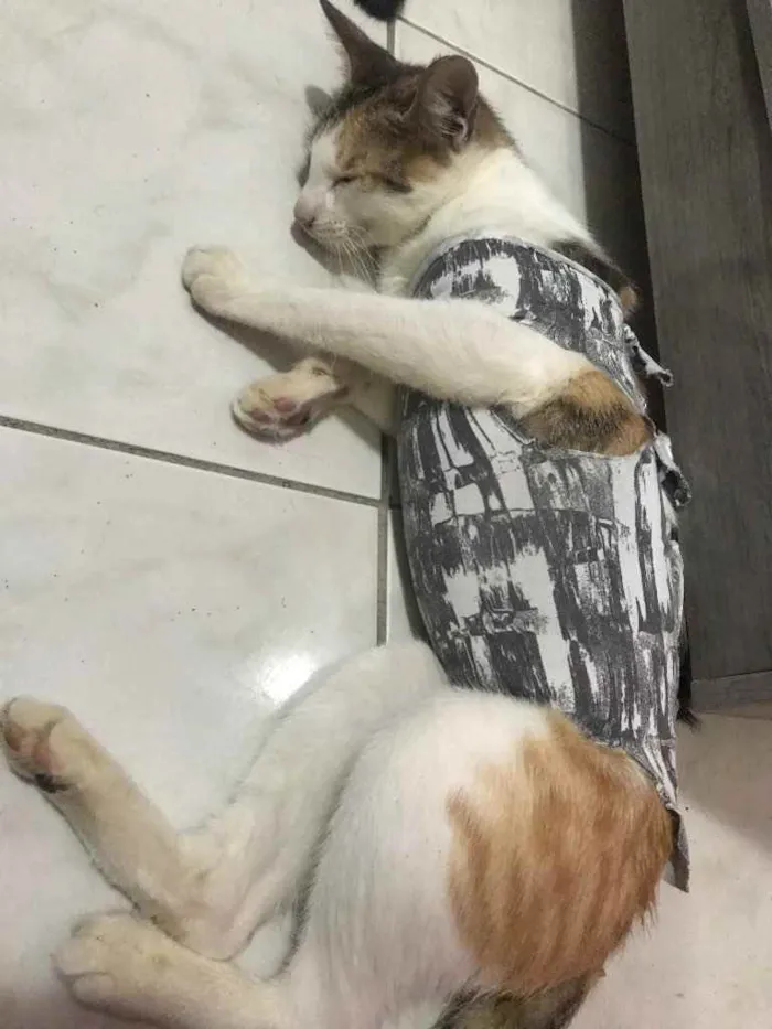 Gato raça Srd idade 7 a 11 meses nome Samanta CASTRADA