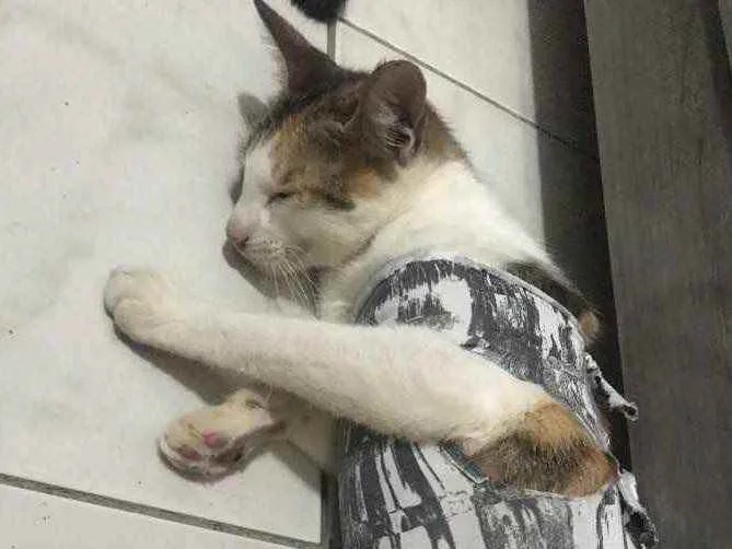 Gato raça Srd idade 7 a 11 meses nome Samanta CASTRADA