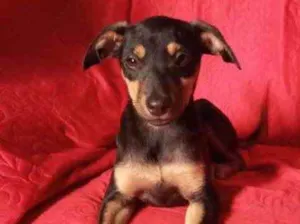 Cachorro raça Srd idade 2 a 6 meses nome Bia linda bebê 