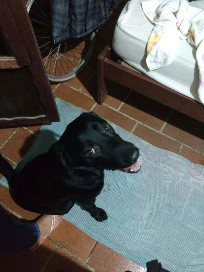 Cachorro raça Labrador idade 3 anos nome Cassarola