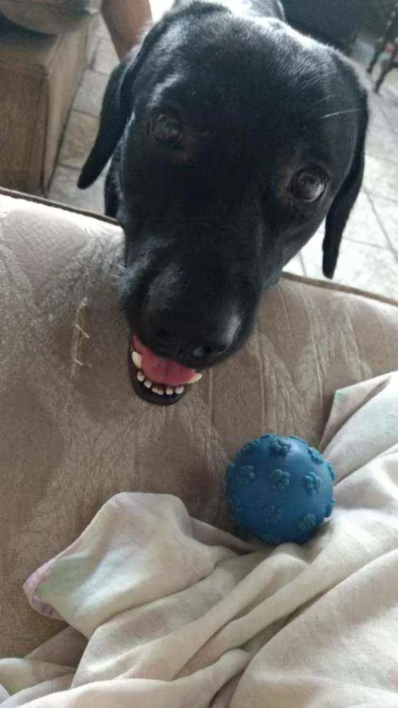 Cachorro raça Labrador idade 3 anos nome Cassarola