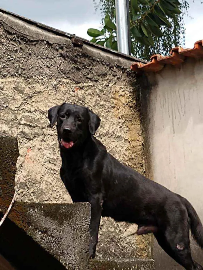 Cachorro raça Labrador idade 3 anos nome Cassarola
