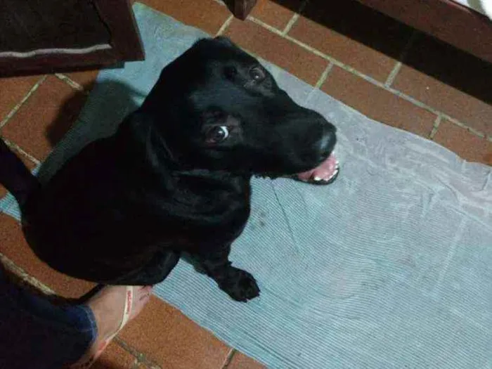 Cachorro raça Labrador idade 3 anos nome Cassarola