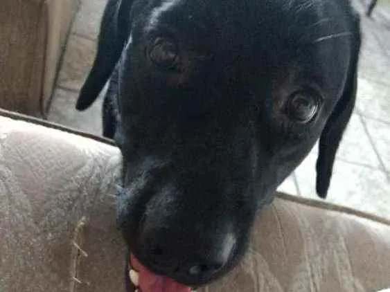 Cachorro raça Labrador idade 3 anos nome Cassarola