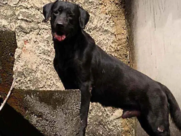 Cachorro raça Labrador idade 3 anos nome Cassarola
