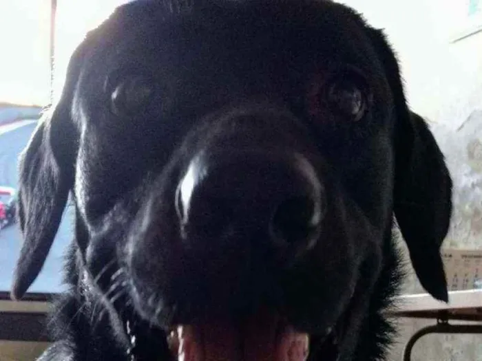 Cachorro raça Labrador idade 3 anos nome Cassarola