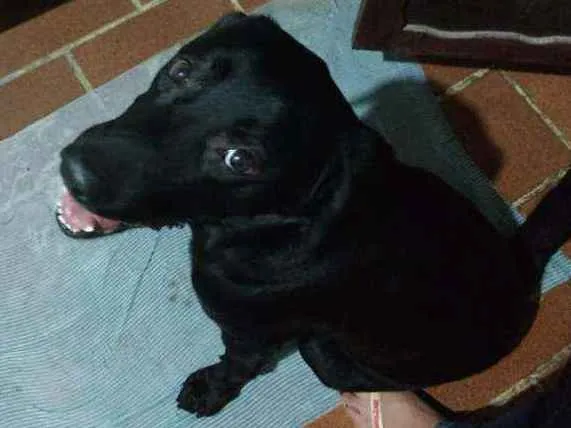 Cachorro raça Labrador idade 3 anos nome Cassarola