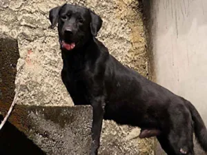 Cachorro raça Labrador idade 3 anos nome Cassarola