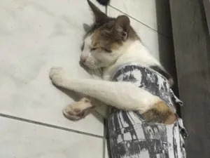 Gato raça Srd idade 7 a 11 meses nome Samanta CASTRADA