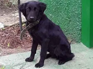 Cachorro raça não sei idade 2 anos nome não sei