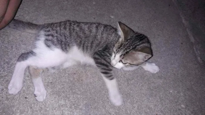 Gato raça Vira lata idade 2 a 6 meses nome Não tem nome 