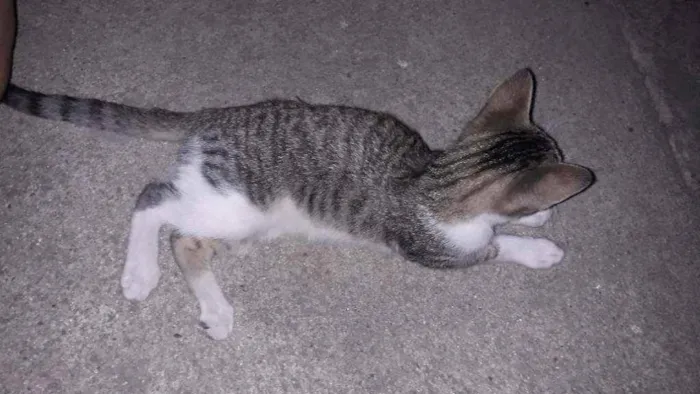 Gato raça Vira lata idade 2 a 6 meses nome Não tem nome 