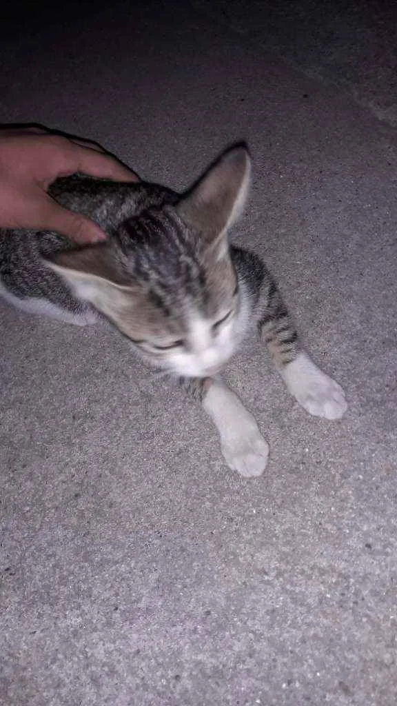 Gato raça Vira lata idade 2 a 6 meses nome Não tem nome 
